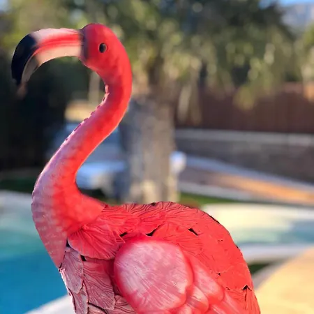 Arenda Flamingo